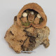 Miniature Handmade Nutshell Nativity Set